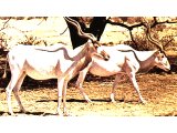 Addax (the Pygarg).